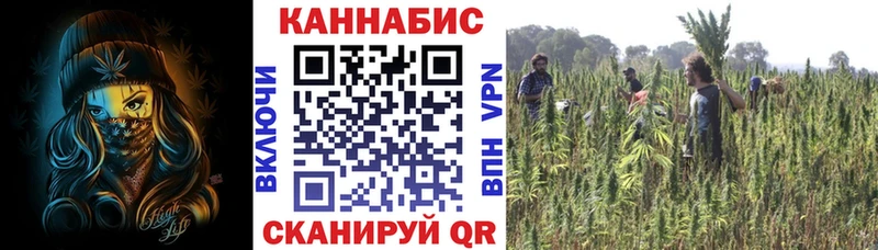 Купить закладки  Кировград  Каннабис сатива 